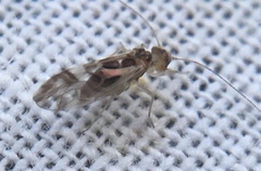 Graphopsocus