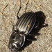 Margined Warrior Beetle - Photo (c) David Hochadel, some rights reserved (CC BY-NC), uploaded by David Hochadel