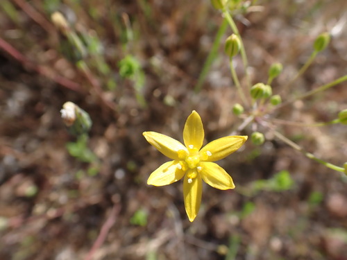 Image of Bloomeria clevelandii by no rights reserved