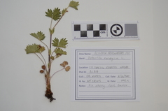 Potentilla inclinata