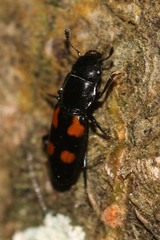 Glischrochilus quadripunctatus