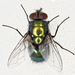 綠蠅屬 - Photo (c) Chris Moody，保留部份權利CC BY-NC