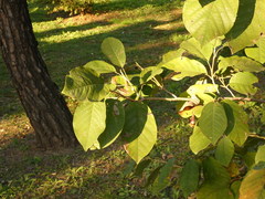 Magnolia sieboldii
