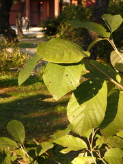 Magnolia sieboldii