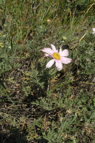 Chrysanthemum sinuatum, photograph 4