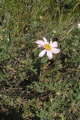 Chrysanthemum sinuatum, photograph (c) Oleg Kosterin, some rights reserved (CC BY)