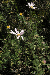 Chrysanthemum sinuatum, photograph (c) Oleg Kosterin, some rights reserved (CC BY)