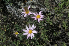 Chrysanthemum sinuatum, photograph (c) Oleg Kosterin, some rights reserved (CC BY)