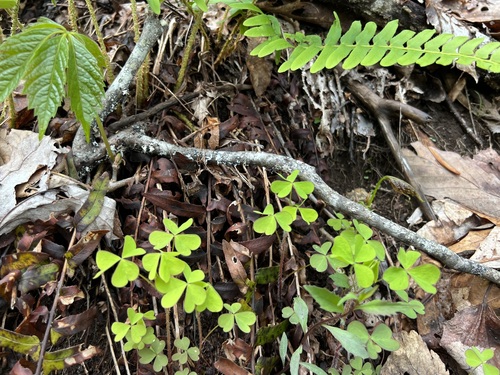 Image of Great Yellow Woodsorrel (Oxalis grandis) by (c) ladyjanaye, some rights reserved (CC BY)