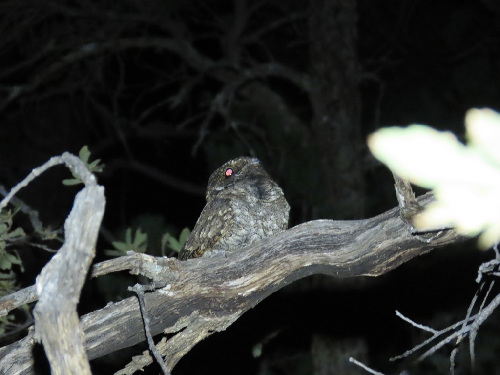 Mexican Whippoorwill in April 2023 by Matthew Lachiusa · iNaturalist