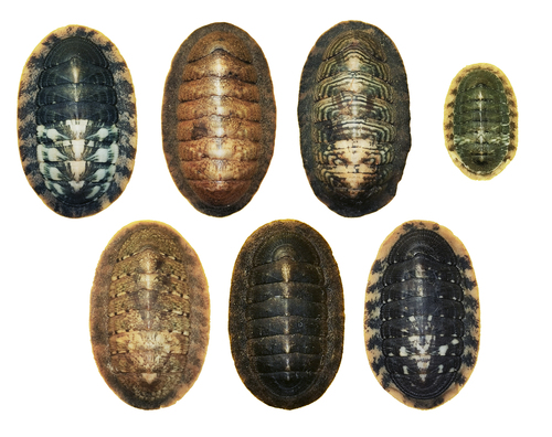 Ischnochiton hakodadensis