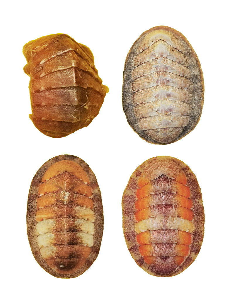 Lepidozona iyoensis