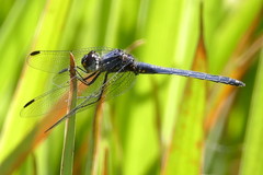 Trithemis dorsalis