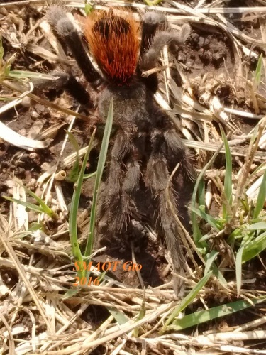 Mexican Black Velvet Tarantula
