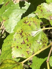 Cercospora moricola