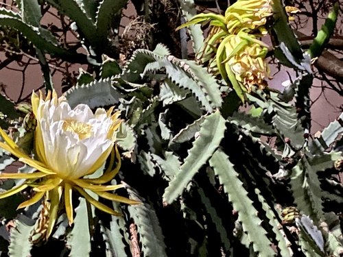 Selenicereus costaricensis