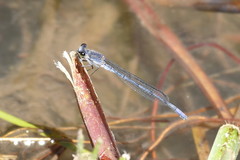 Pseudagrion draconis