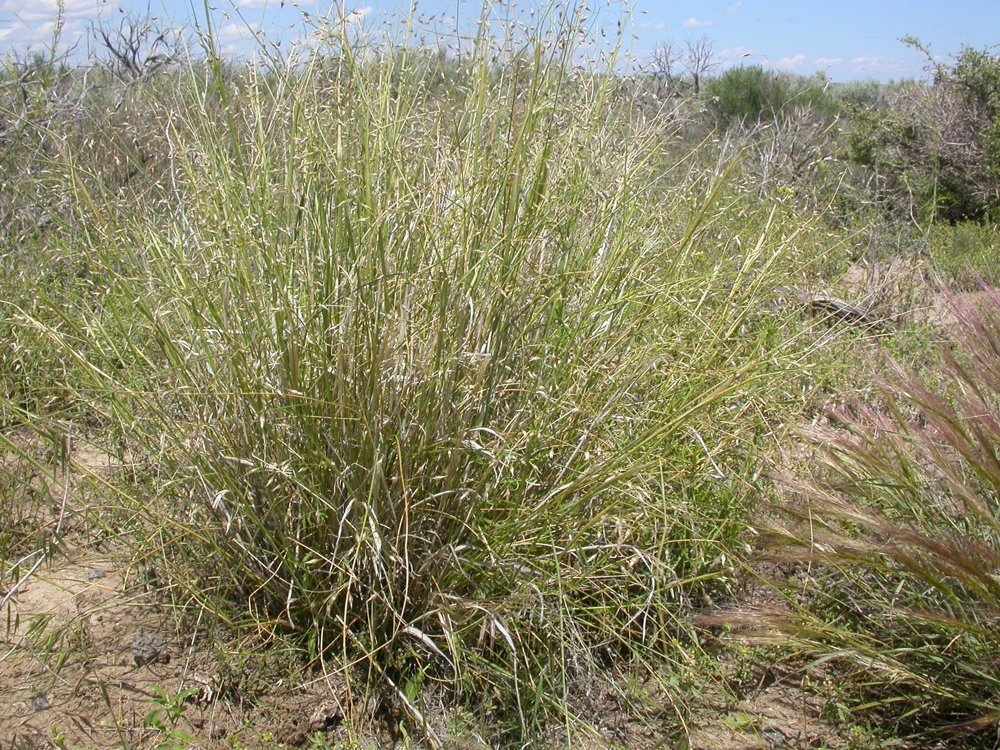 Oryzopsis