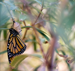 Danaus plexippus