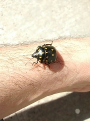 Pachycoris klugii