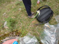 Rhynchospora blepharophora