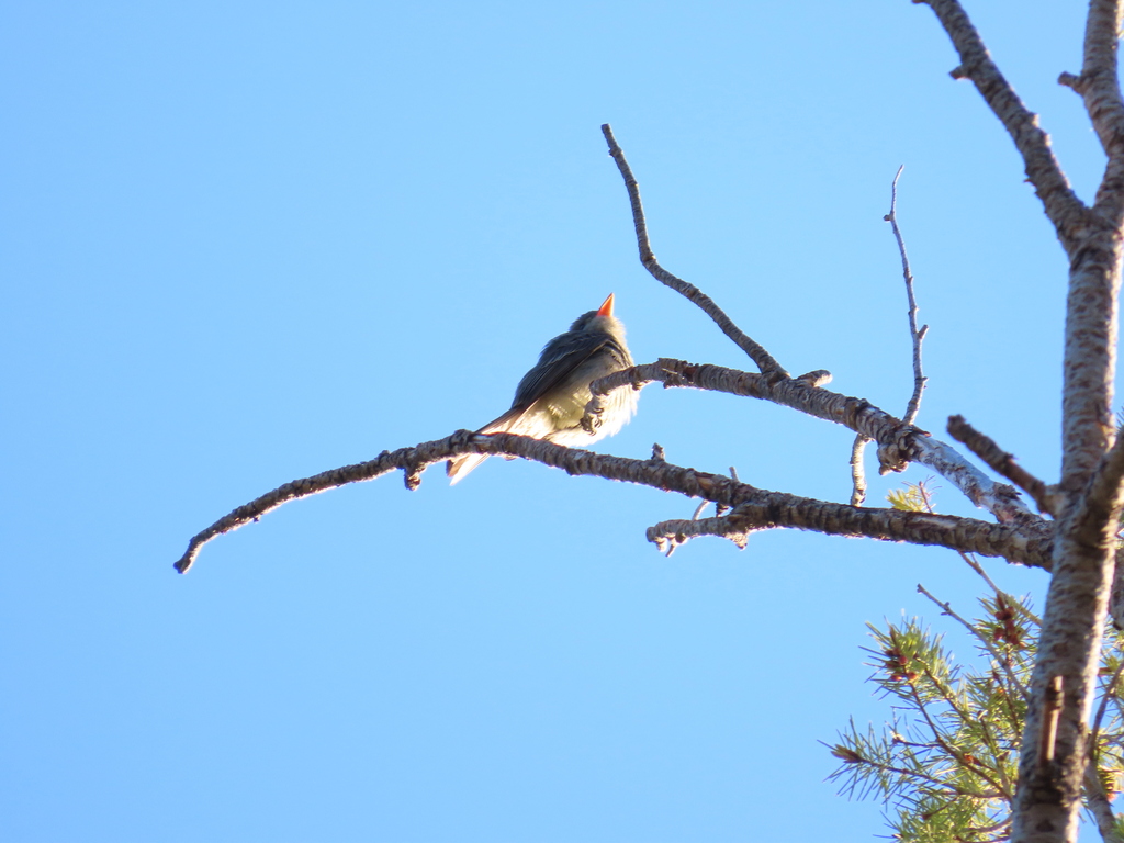 Greater Pewee in April 2023 by Matthew Lachiusa · iNaturalist