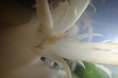 Dendronotus iris