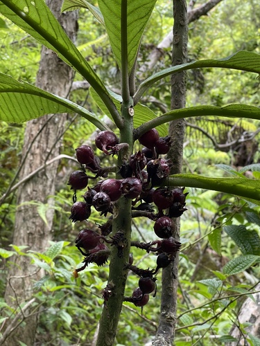 Cyanea fissa