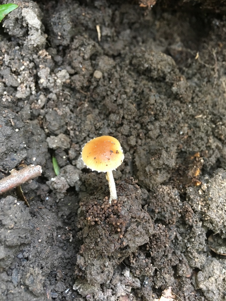 Pholiotina sp. 'IN10'