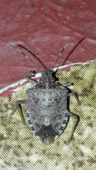 Halyomorpha halys