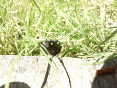 Pachycoris klugii