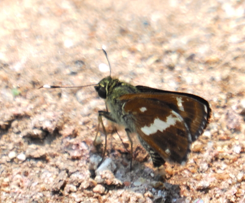 Tufted Ace