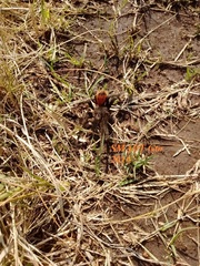 Aphonopelma caniceps