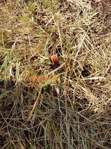 Mexican Black Velvet Tarantula