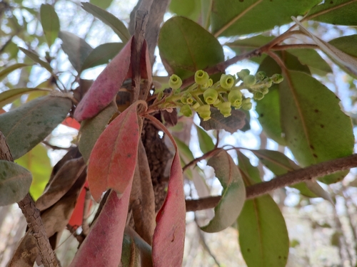 Arbutus madrensis (Arbutus madrensis)