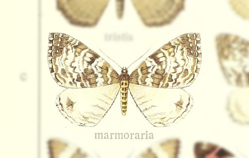 Rheumaptera marmoraria