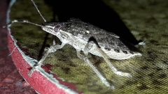 Halyomorpha halys