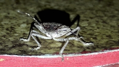 Halyomorpha halys