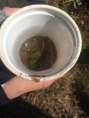 Rhinichthys atratulus