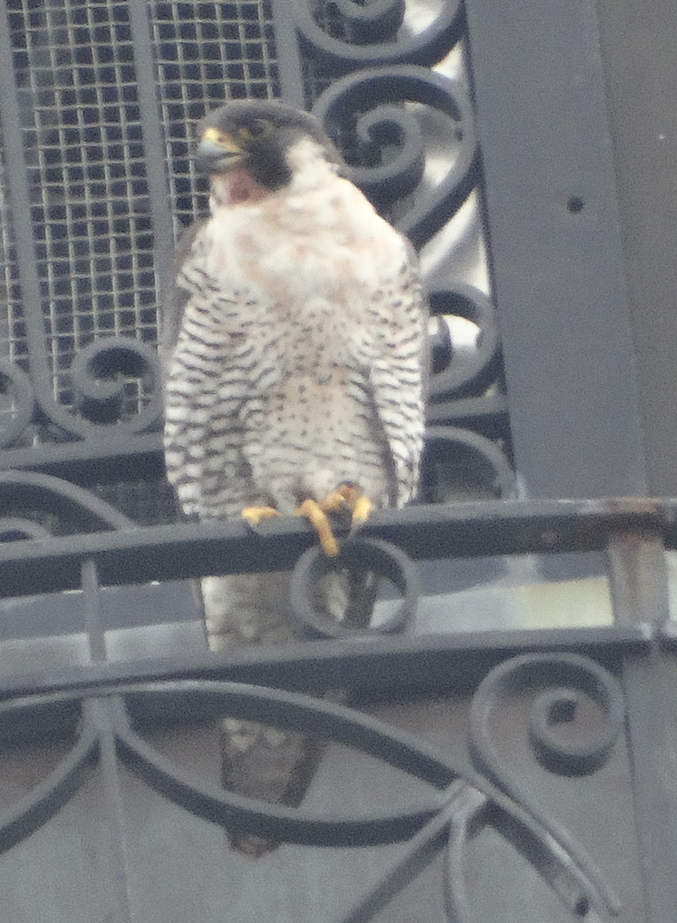 peregrine falcon new york city