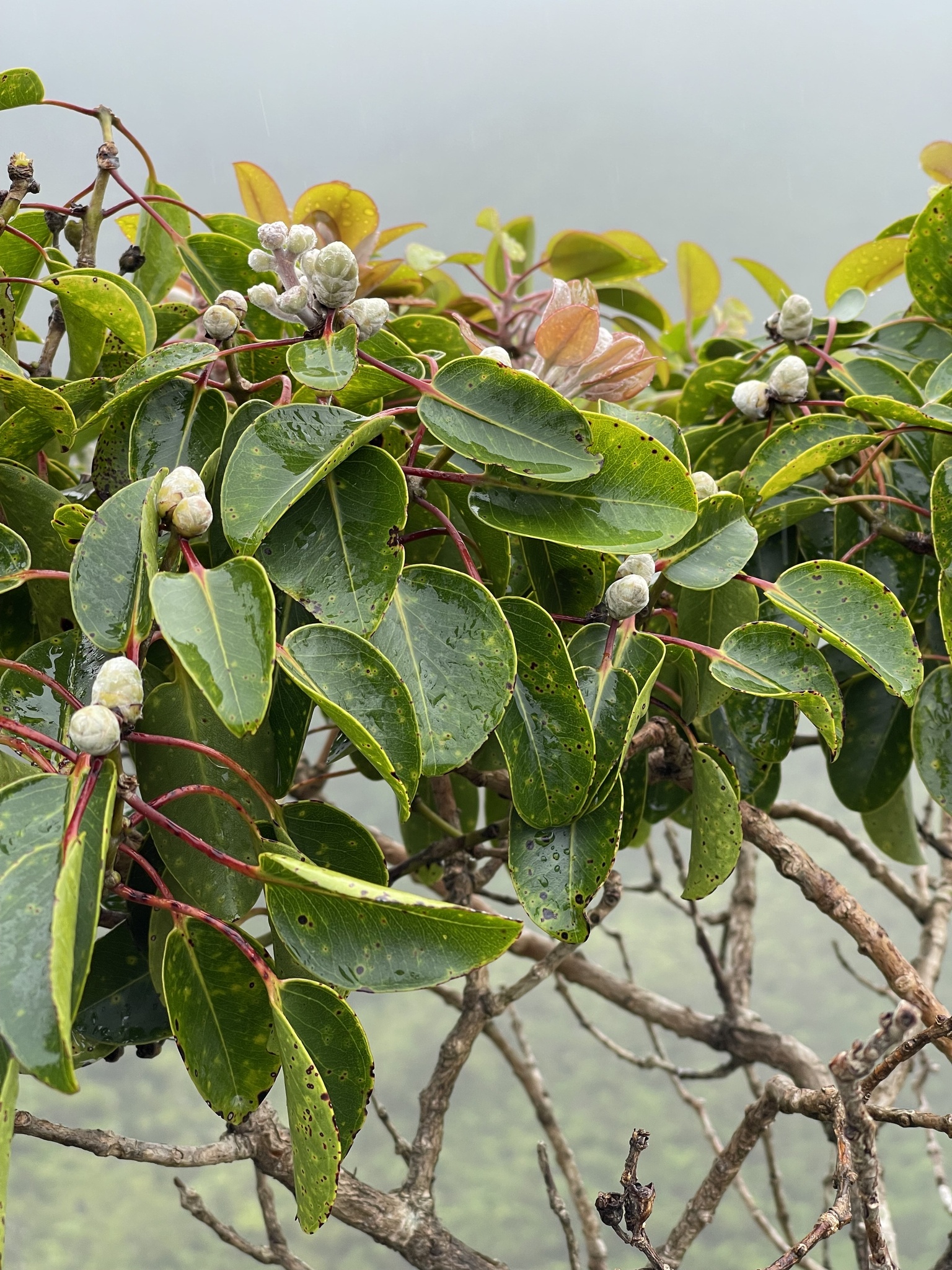 Metrosideros waialealae var. waialealae