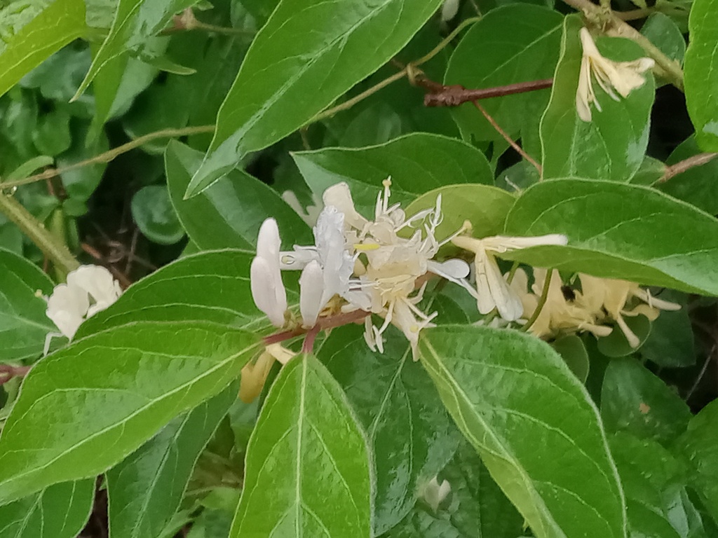 Amur honeysuckle from Burke, VA, USA on April 28, 2023 at 0556 PM by
