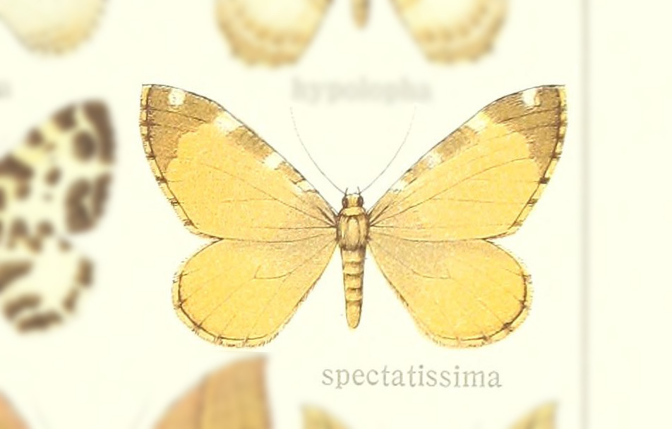 Stamnodes spectatissima