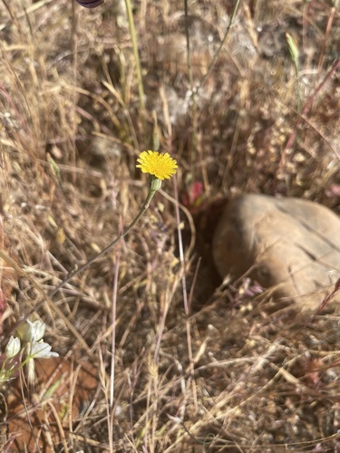 iNaturalist observation photo of Smooth Cat's Ear