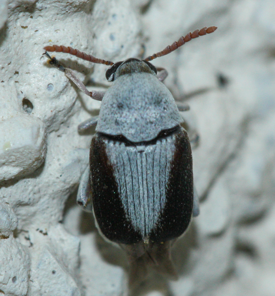 Mimosestes ulkei