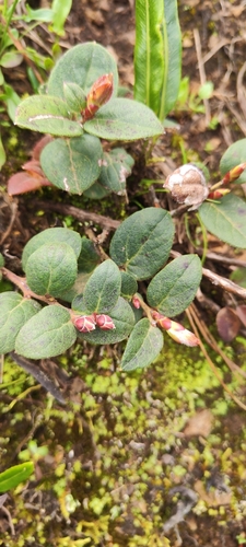 Gaultheria glomerata, photograph 1