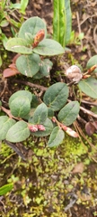 Gaultheria glomerata, photograph (c) Luis Fer JP, some rights reserved (CC BY)