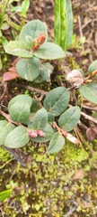 Gaultheria glomerata, photograph (c) Luis Fer JP, some rights reserved (CC BY)
