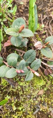 Gaultheria glomerata, photograph (c) Luis Fer JP, some rights reserved (CC BY)
