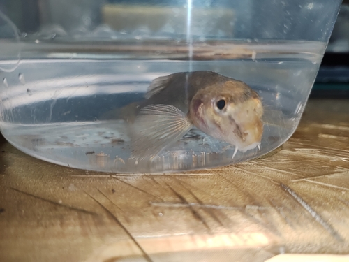 Chinese False Gudgeon